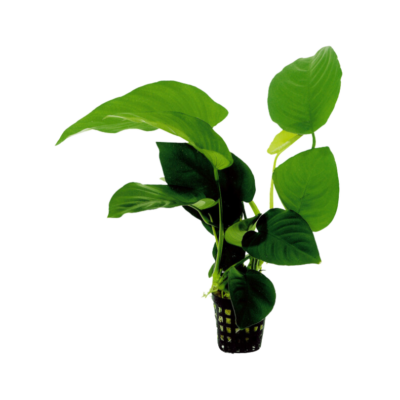 Anubias barteri