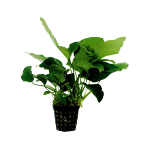 Anubias barteri var nana