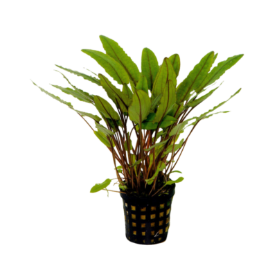 Cryptocoryne petchii