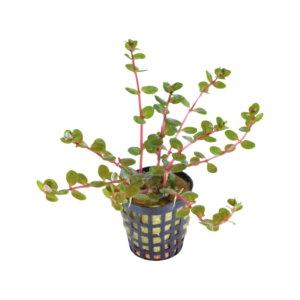 Rotala Orange Juice