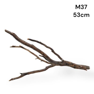 Manzanita Piece M37