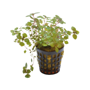 Ludwigia palustris ‘Mini Super Red’ – Potted