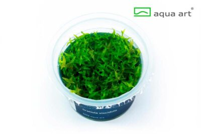 Gratiola viscidula – AquaArt Invitro