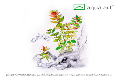 Ludwigia repens ‘Mesakana’ – Aqua Art Invitro