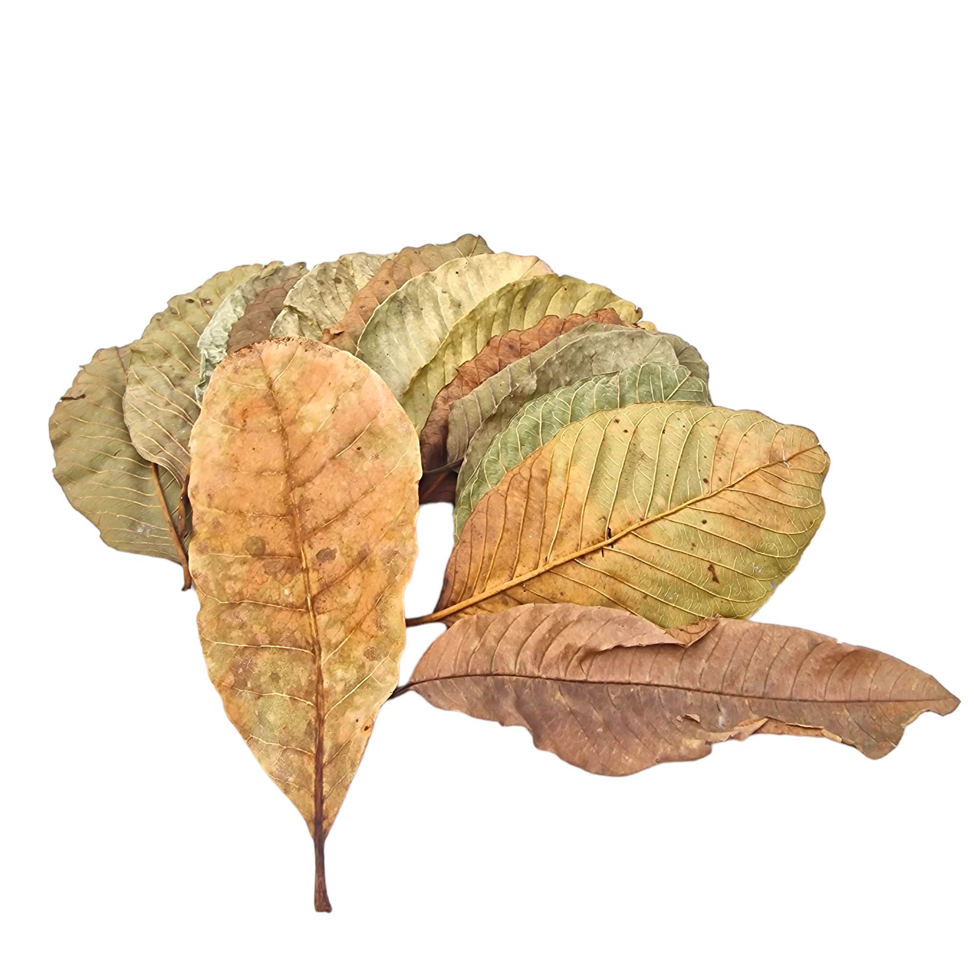 Guava Leaves 1