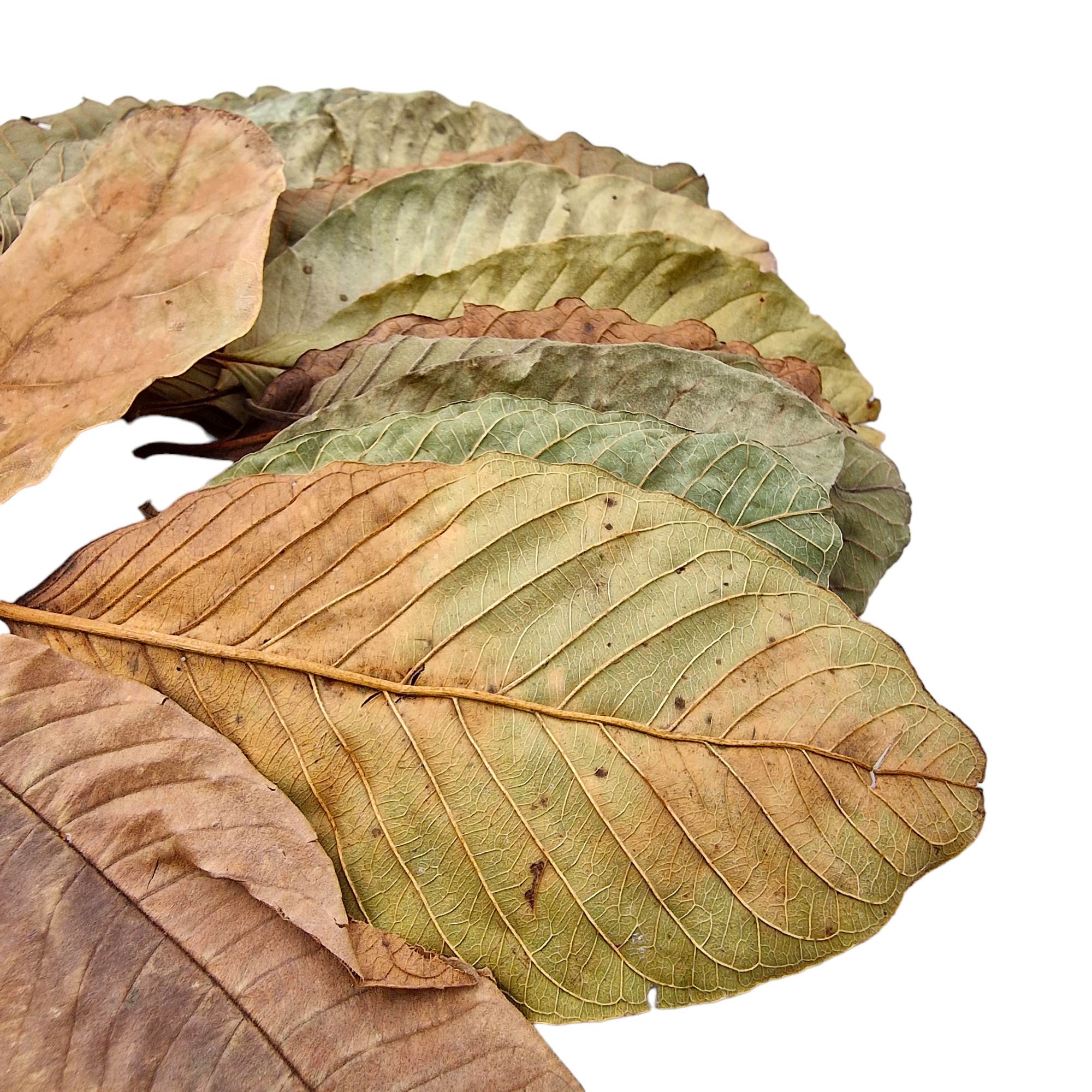 Guava Leaves 2