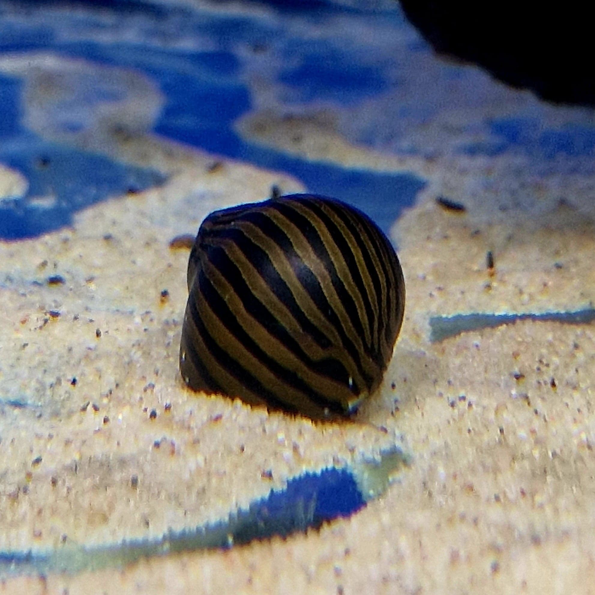 nerite 2