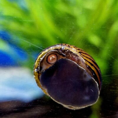 Zebra Nerite Snail