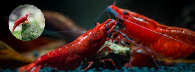 Red Cherry Shrimp