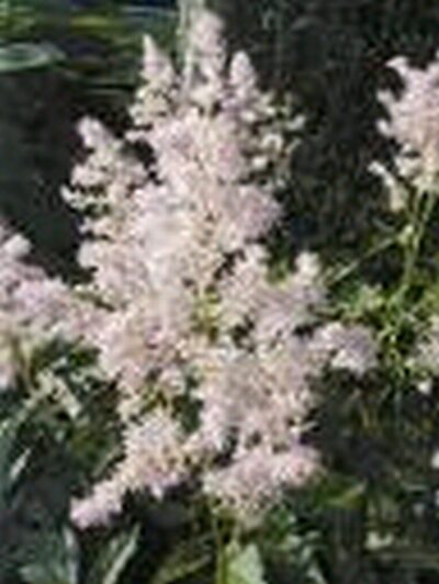 Astilbe Pink