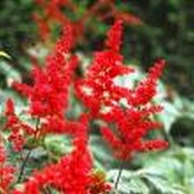 Astilbe Red