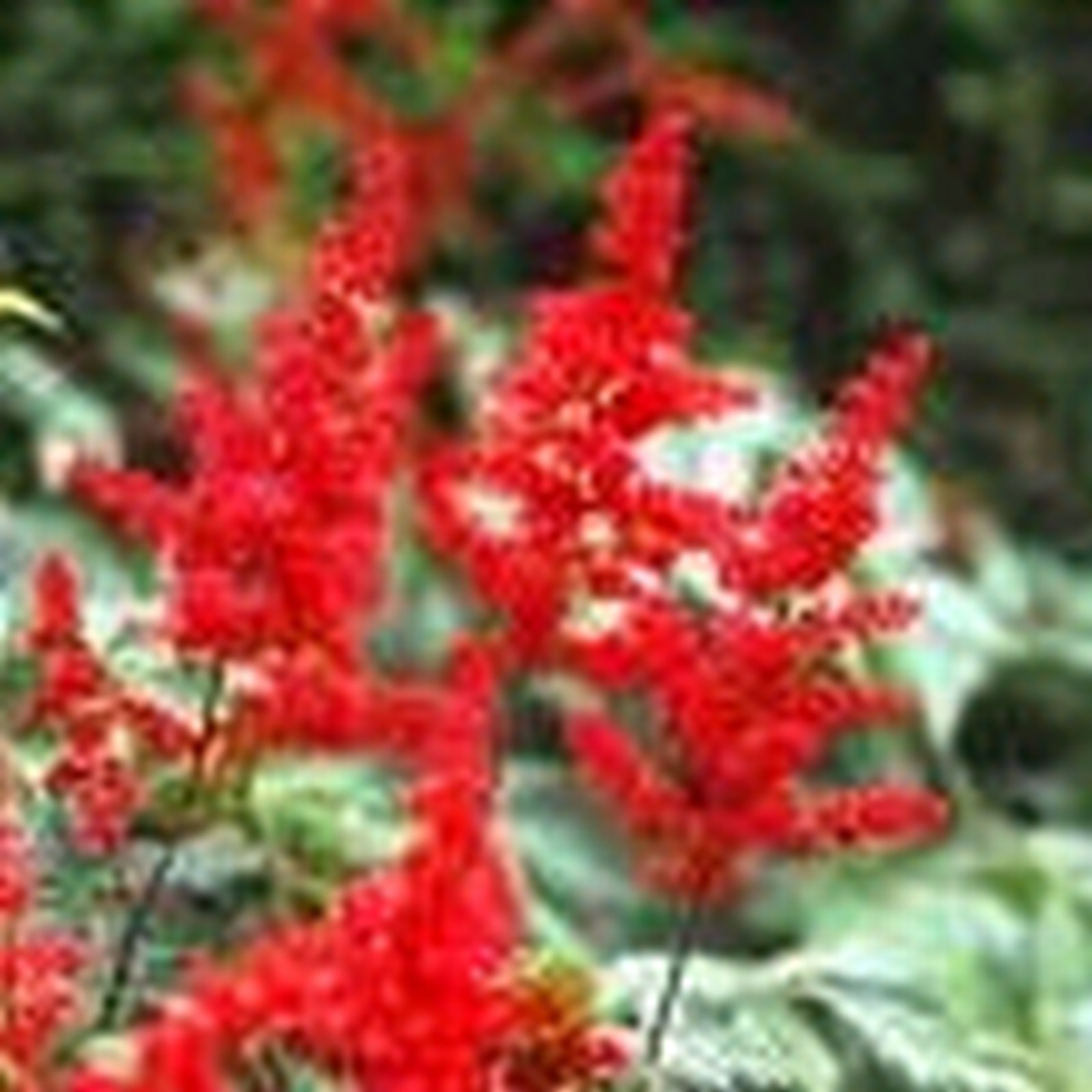 astilbe_red