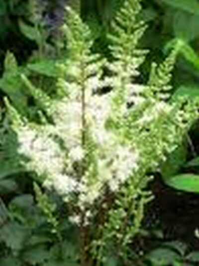 Astilbe White