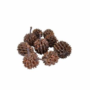 Casuarina Cones