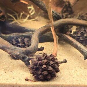 Casuarina Cones