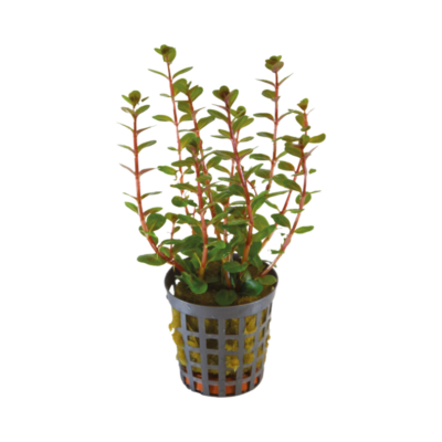 Rotala Blood Red