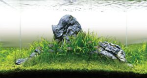 aquascaper-tank