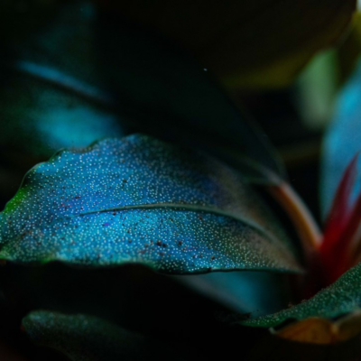 Bucephalandra sordidula ‘Bue’ – Tropica Potted 3