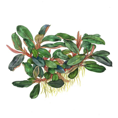 Bucephalandra sordidula ‘Bue’ – Tropica Potted 4