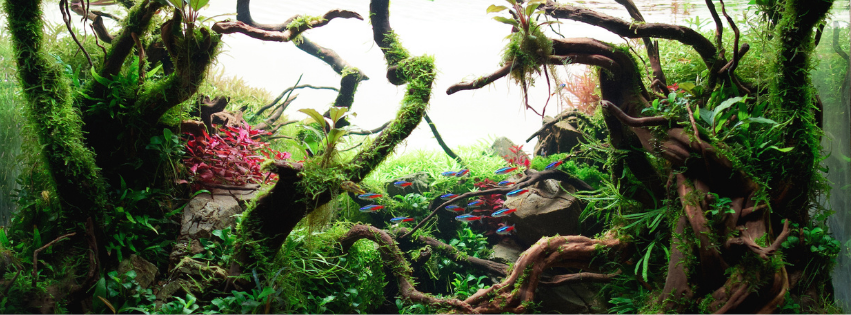 Aquascape example