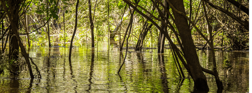 Blackwater Biotope