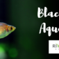 Blackwater Aquariums Guide