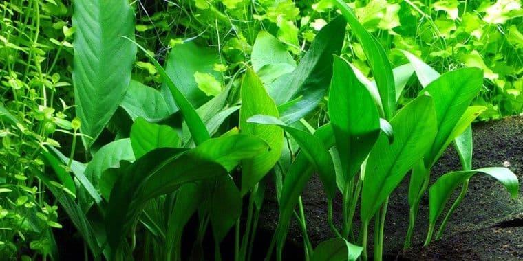 Anubias barteri angustifolia – Potted