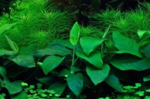 Anubias barteri nana 1.2.Grow!