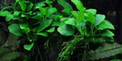 Anubias barteri 'Petite' Potted