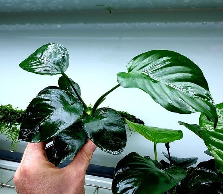 Anubias barteri – Potted