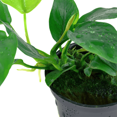 Anubias barteri var. nana - Potted