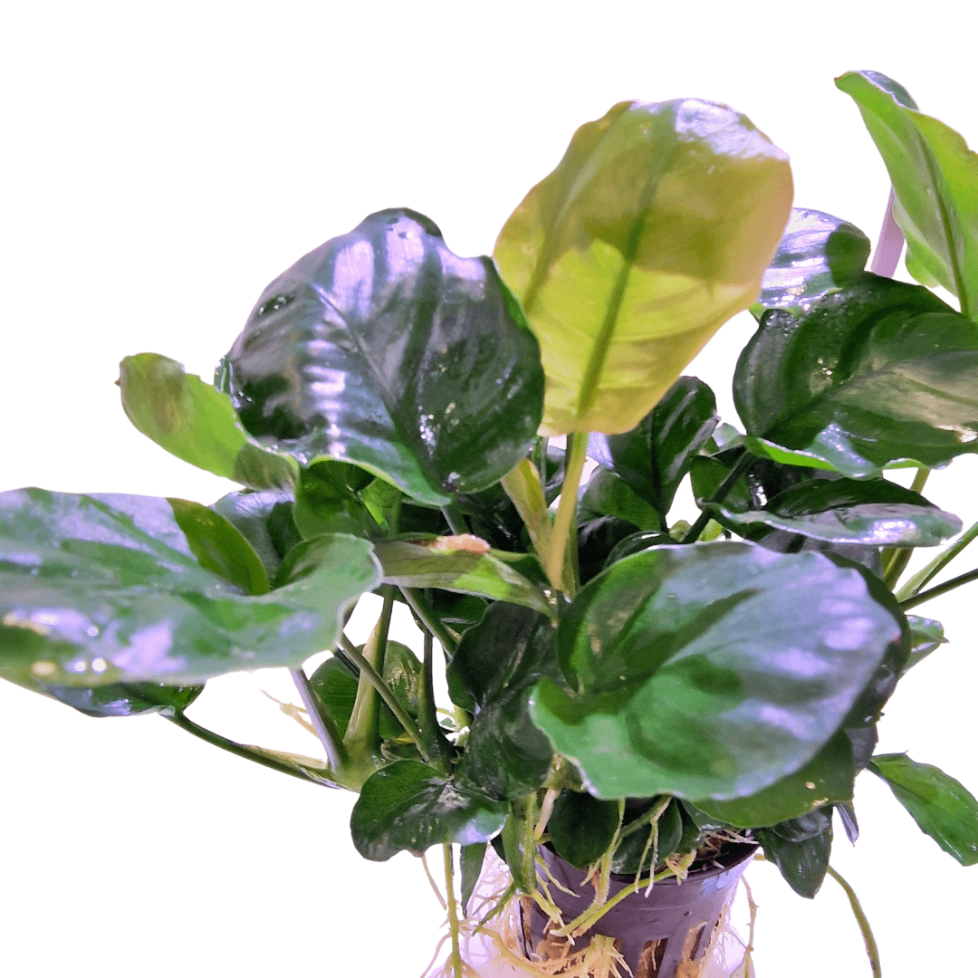 Anubias ‘Golden Coin’ – AquaLine Pot