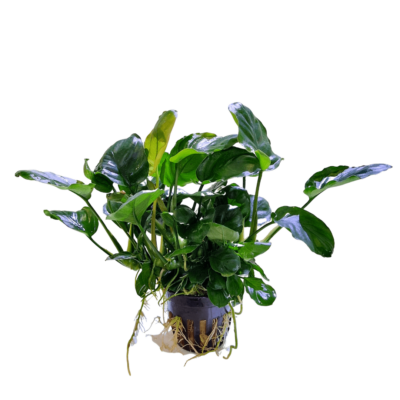 Anubias 'Golden Coin' - AquaLine Pot