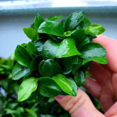 Anubias nana 'Bonsai' - Potted