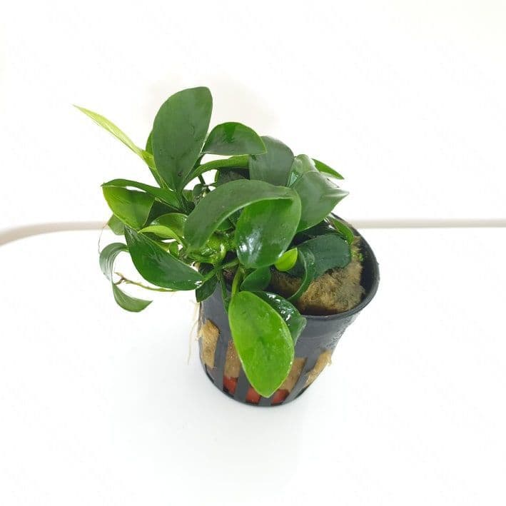 Anubias nana ‘Mini’ – Potted