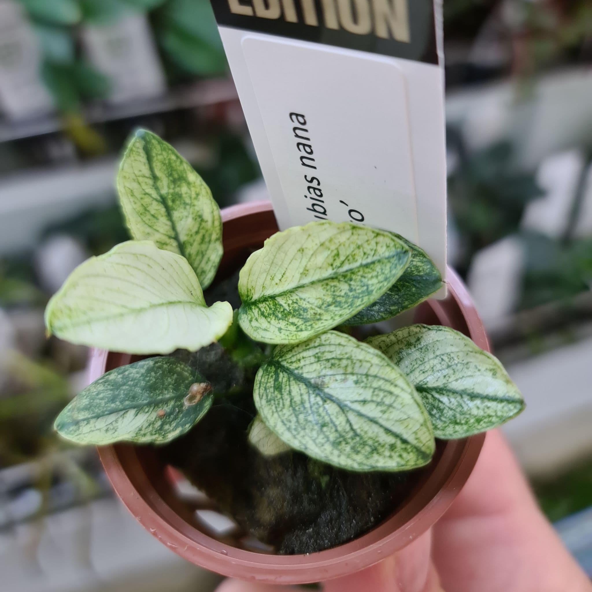 Anubias nana “Pinto” – Potted