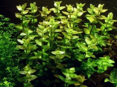 Bacopa caroliniana - 1.2.Grow!