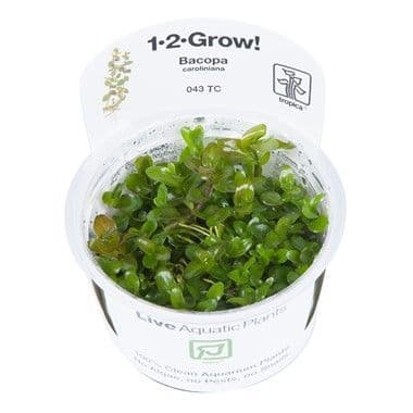 Bacopa caroliniana - 1.2.Grow!