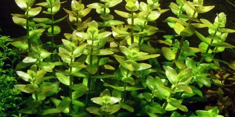 Bacopa caroliniana – Tropica Potted