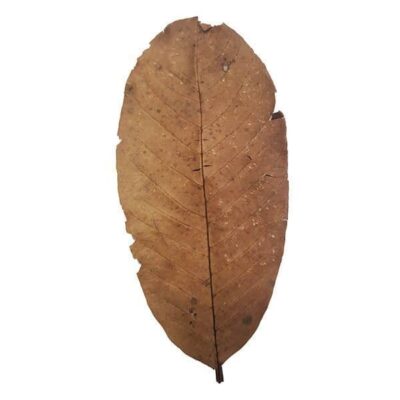 Betta Choice Guava Leaves x15