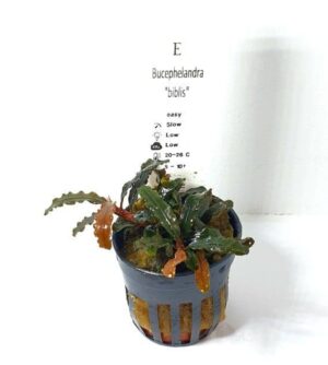 Bucephalandra ‘Biblis’ – Potted