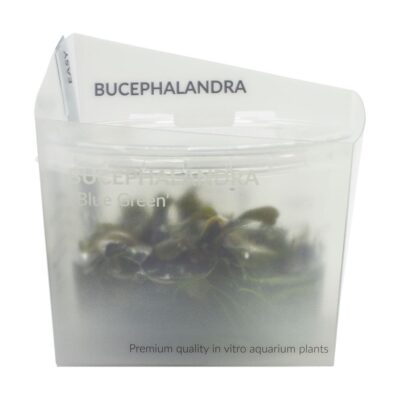 Bucephalandra 'Blue Green' - AquaFlora Ecoscape cup
