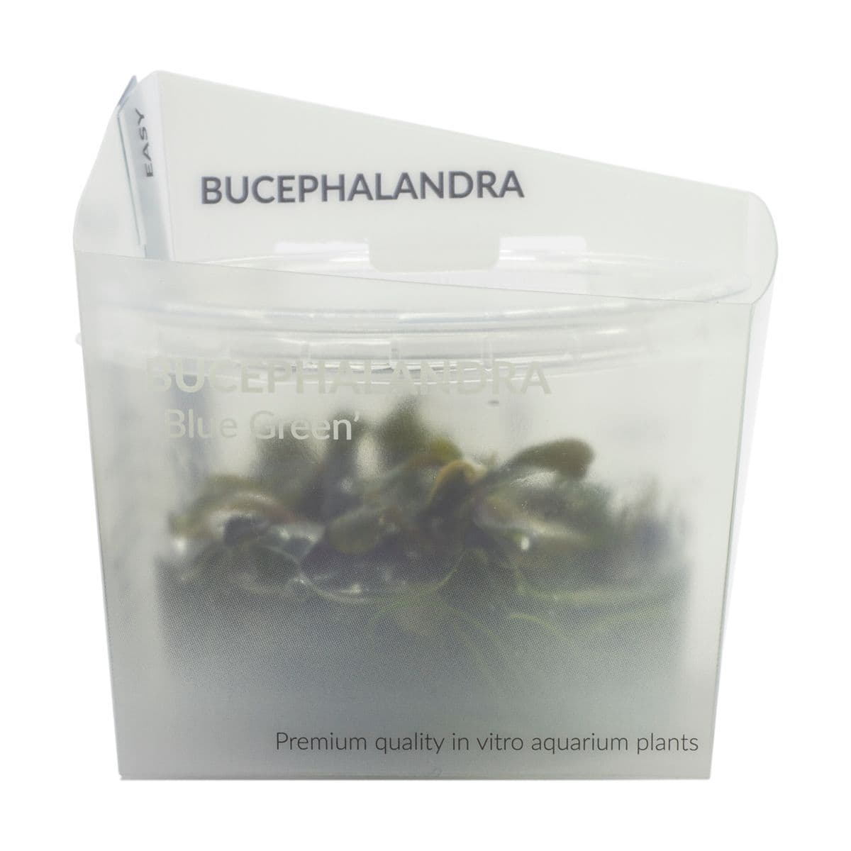 Bucephalandra ‘Blue Green’ – AquaFlora Ecoscape cup