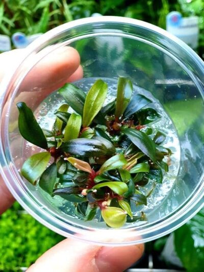 Bucephalandra "Brownie" - InVitro