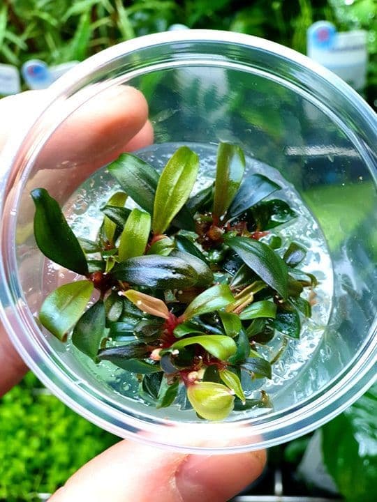 Bucephalandra “Brownie” – InVitro