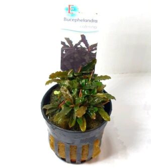 Bucephalandra ‘Caterina’ – Potted