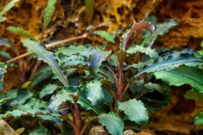 Bucephalandra 'Kedagang' 1.2.Grow!