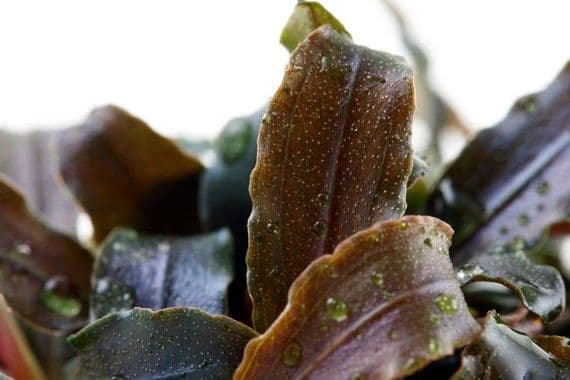 Bucephalandra kedagang – Tropica Potted