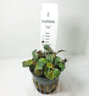 Bucephalandra ‘Maia’ – Potted