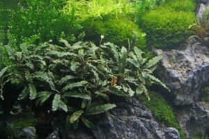 Bucephalandra pygmaea 'Bukit Kelam' - Dennerle